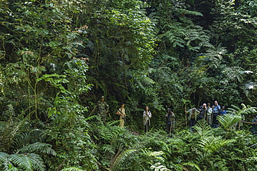 Ranger guide and hiking group run through lush jungle during a chimpanzee discovery hike in Cyamudongo Forest, Nyungwe Forest National Park, Western Province, Rwanda, Africa