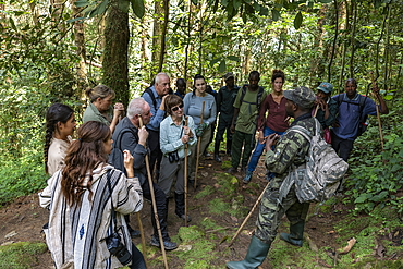 Ranger guide and group of hikers in the lush jungle during a chimpanzee discovery hike in Cyamudongo Forest, Nyungwe Forest National Park, Western Province, Rwanda, Africa