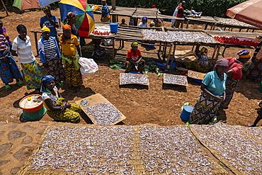 Women dry sambaza fish caught by singing fishermen on Lake Kivu at a roadside market, near Kagano, Western Province, Rwanda, Africa