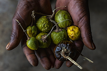 Detail of seeds in the hands of medicine man in the cultural village of Gorilla Guardians Village, Ruhengeri, Northern Province, Rwanda, Africa