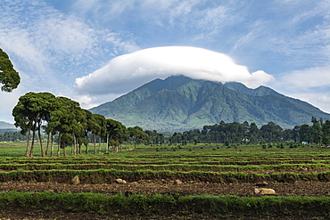 Cloud hovers over mountain, Volcanoes National Park, Northern Province, Rwanda, Africa