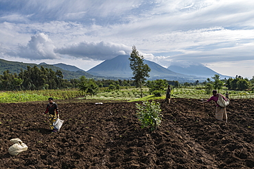 Women harvest potatoes from fertile fields, Volcanoes National Park, Northern Province, Rwanda, Africa