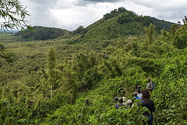 Ranger guides and visitors maneuver their way through dense jungle during a trekking excursion to the Sabyinyo group of gorillas, Volcanoes National Park, Northern Province, Rwanda, Africa