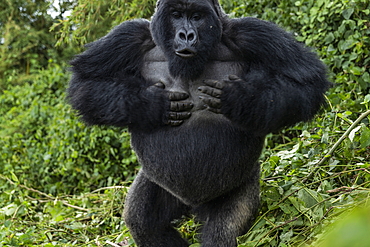 Silverback Guhonda is over 30 years old, two meters tall, weighs more than 200 kg and is the undisputed leader of the Sabyinyo group of gorillas in Volcanoes National Park, Northern Province, Rwanda, Africa