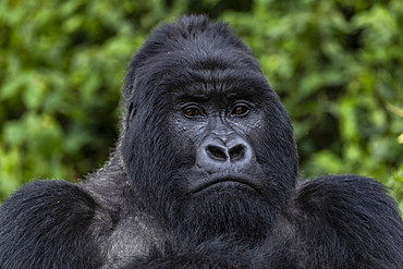 Silverback Guhonda is over 30 years old, two meters tall, weighs more than 200 kg and is the undisputed leader of the Sabyinyo group of gorillas in Volcanoes National Park, Northern Province, Rwanda, Africa