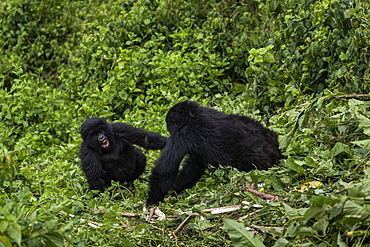 Two young gorillas of the Sabyinyo group of gorillas, Volcanoes National Park, Northern Province, Rwanda, Africa