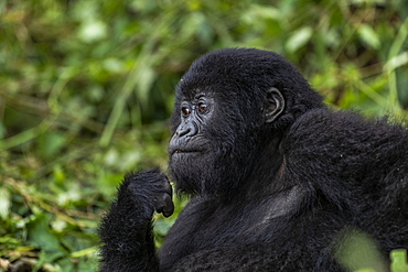 Young gorilla of the Sabyinyo group of gorillas, Volcanoes National Park, Northern Province, Rwanda, Africa