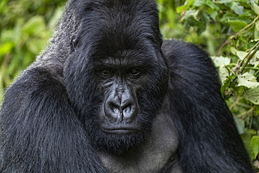 Silverback Guhonda is over 30 years old, two meters tall, weighs more than 200 kg and is the undisputed leader of the Sabyinyo group of gorillas in Volcanoes National Park, Northern Province, Rwanda, Africa