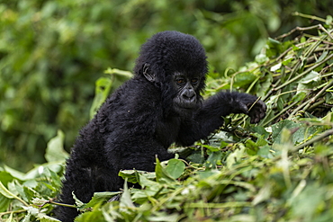 Young gorilla of the Sabyinyo group of gorillas, Volcanoes National Park, Northern Province, Rwanda, Africa