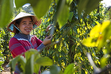 Happy woman harvests peppercorns at the Thuan Dong Pepper Farm, Cua Can, Phu Quoc Island, Kien Giang, Vietnam, Asia