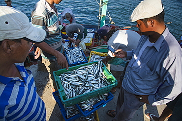 Fishermen with their catch on the pier, near Duong Dong, Phu Quoc Island, Kien Giang, Vietnam, Asia