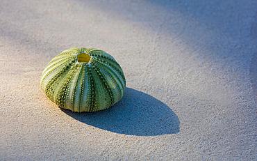 Green Seaurchin shot on fine sand beach. Shot on Caribbean island.