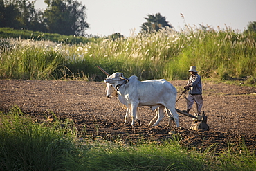 Ox pulling plow and farmer along field on Mekong bank, near Preah Prosop, Mekong River, Kandal, Cambodia, Asia