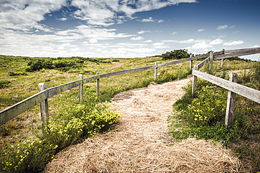 Path through blooming dune landscape under a blue sky with clouds, Spiekeroog, East Frisia, Lower Saxony, Germany, Europe