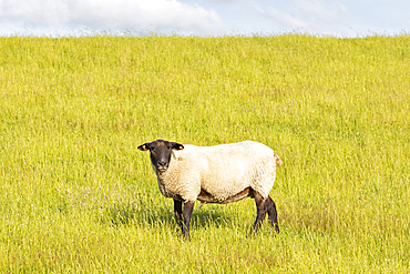 Sheep (Ovis), Wadden Sea National Park, Schleswig-Holstein, Germany