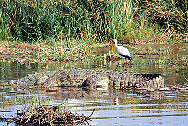 Ethiopia; Southern Nations Region; southern Ethiopian highlands; Chamo lake at Arba Minch; Nile crocodile in the afternoon sun; behind it an African stork