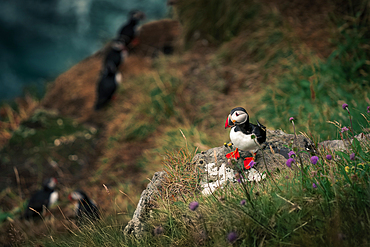 Puffin on cliff, Faroe Islands