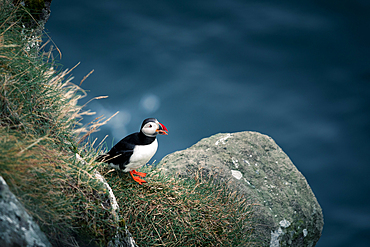 Puffin on cliff, Faroe Islands