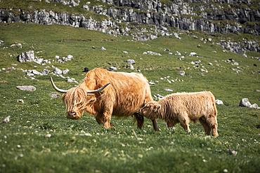 Cattle with young animal on the meadow of the Faroe Islands in the sun