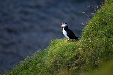 Puffin on cliff, Faroe Islands