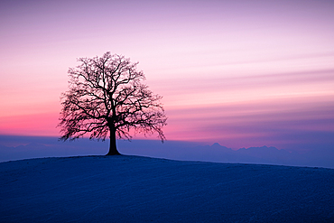 A leafless tree on a hill at sunset in winter, Münsing, Upper Bavaria, Bavaria, Germany, Europe