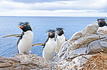 Group of rockhopper penguins (Eudyptes chrysocome chrysocome) on a rocky islet, East Falkland, Falkland Islands, South America