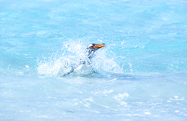 Gentoo penguin (Pygocelis papua papua) swimming, East Falkland, Falkland Islands, South America