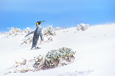 King penguin (Aptenodytes patagonicus) walking through a sand storm, Volunteer Point, East Falkland, Falkland Islands,