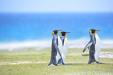 King penguins (Aptenodytes patagonicus) walking, East Falkland, Falkland Islands,