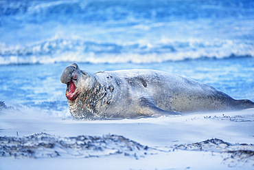 Southern elephant seal (Mirounga leonina) male roaring, Sea Lion Island, Falkland Islands, South America