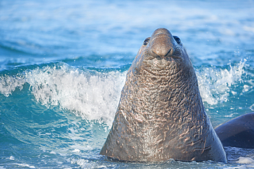 Southern elephant seal (Mirounga leonina) male swimming, Falkland Islands, South America