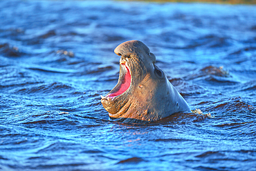 Southern elephant seal (Mirounga leonina) male roaring, Sea Lion Island, Falkland Islands, South Atlantic, South America