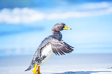 Steamer duck (Tachyeres brachypterus) walking, Sea Lion Island, Falkland Islands, South America