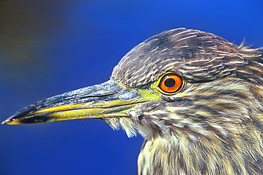 A juvenile black-crowned night heron (Nycticorax nycticorax falklandicus) close-up, Falkland Islands, South Atalantic, South America