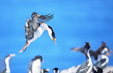 Imperial shag (Leucocarbo atriceps) in flight, Sea Lion Island, Falkland Islands, South America