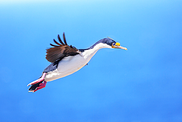 Imperial shag (Leucocarbo atriceps) in flight, Sea Lion Island, Falkland Islands, South America