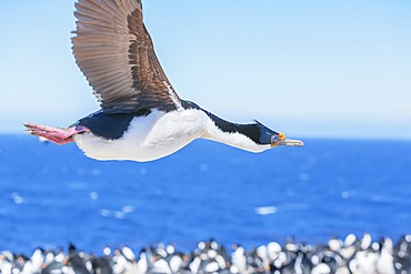 Imperial shag (Leucocarbo atriceps) in flight, Sea Lion Island, Falkland Islands, South America