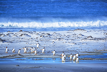 Gentoo Penguins (Pygocelis papua papua) walking on the beach, Falkland Islands, South America