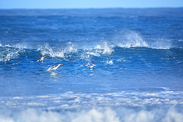 Gentoo penguins (Pygocelis papua papua) swimming, Sea Lion Island, Falkland Islands, South America