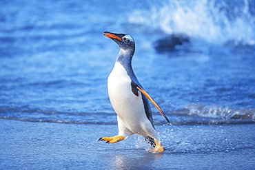 Gentoo Penguin (Pygocelis papua papua) walking on the beach, Sea Lion Island, Falkland Islands, South America