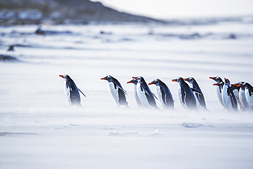 Gentoo Penguins (Pygocelis papua papua) walking on the beach, Sea Lion Island, Falkland Islands, South America