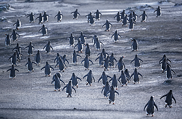 Gentoo Penguins (Pygocelis papua papua) walking, Sea Lion Island, Falkland Islands, South America