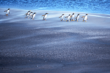 Gentoo Penguins (Pygocelis papua papua) walking, Sea Lion Island, Falkland Islands, South America