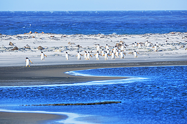 Gentoo Penguins (Pygocelis papua papua) walking on the beach, Sea Lion Island, Falkland Islands, South America