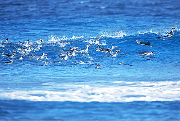 Gentoo penguins (Pygocelis papua papua) swimming, Sea Lion Island, Falkland Islands, South America