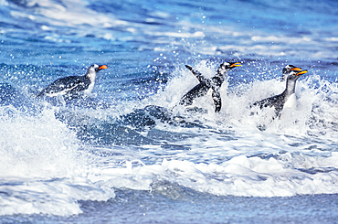 Gentoo penguins (Pygocelis papua papua) jumping out of the water, Sea Lion Island, Falkland Islands, South America