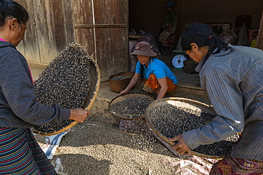 Three women shaking baskets of beans, Ban Hoy Palam, Pak Tha District, Bokeo Province, Laos, Asia