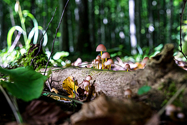 Mushrooms, Masurian Lakes, Wegorzewo, Poland