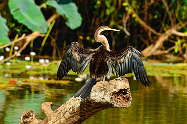 A bird dries in the sunlight by the river, Cooinda, Kakadu National Park, Northern Territory, Australia