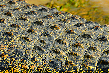 Detail view from the back of a crocodile, Cooinda, Kakadu National Park, Northern Territory, Australia